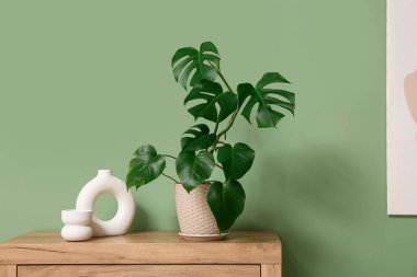 Oturma odasının modern iç mekanı. Çekmecelerin üstündeki saksıda tropik canavar yaprakları var. Yakın plan.