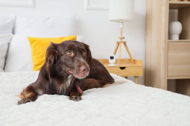 Yatak odasında kameraların altında yatan sevimli kahverengi köpek.