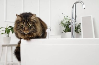 Evde küvette diş fırçası olan sevimli, tüylü bir kedi.