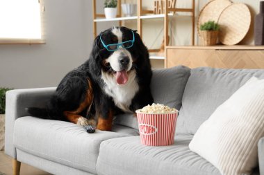 Evdeki kanepede patlamış mısırla üç boyutlu gözlüklü sevimli Bernese dağ köpeği.