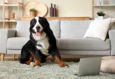 Evde dizüstü bilgisayarı olan sevimli Bernese dağ köpeği.