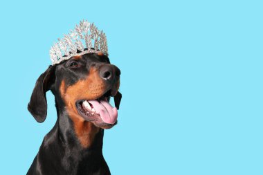 Mavi arka planda taçlı şirin Dobermann köpeği, yakın plan.