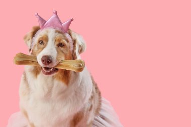 Prenses kostümlü şirin Avustralyalı çoban köpeği pembe arka planda şeker kemikli. Doğum günü kutlaması