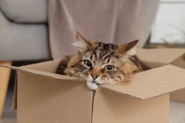 Evdeki karton kutuda oturan sevimli kedi, yakın plan.