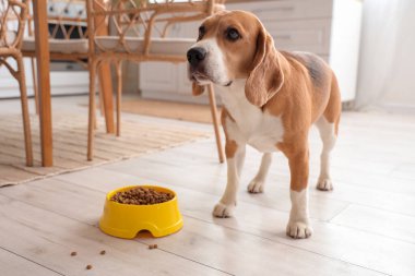 Tatlı Beagle köpeği kasenin yanında ve mutfakta kuru yiyecek var.