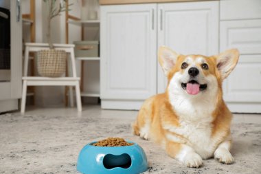 Şirin Corgi köpeği evde mutfakta bir kase kuru yemekle yatıyor.
