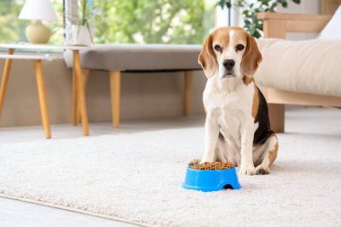 Tatlı av köpeği ve evde kuru yiyecekle kase.