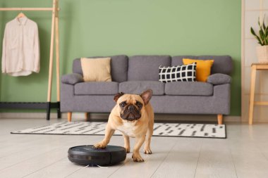 Evde robot elektrik süpürgesinin üzerinde duran sevimli Fransız bulldog.