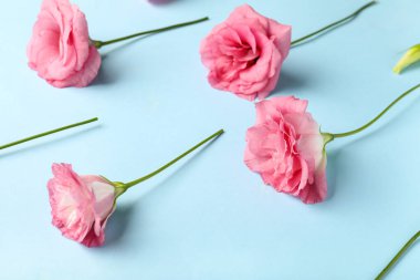 Mavi arka planda güzel pembe Eustoma çiçekleri