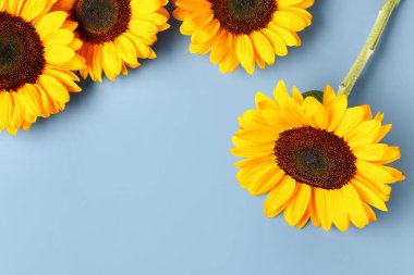 mooie zonnebloemen op blauwe achtergrond