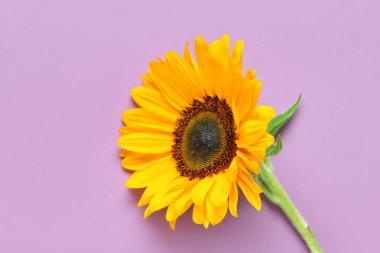 Mor arkaplanda güzel bir ayçiçeği