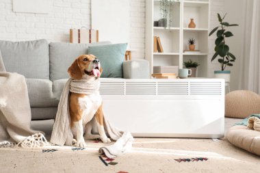 Evde radyatörün yanında atkısı olan sevimli Beagle köpeği.