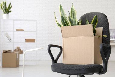 Ofisteki koltukta bitki taşıyan kutu, yakın plan.