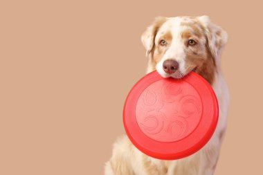 Kahverengi arka planda kırmızı frizbi ile şirin Avustralya çoban köpeği, yakın plan.