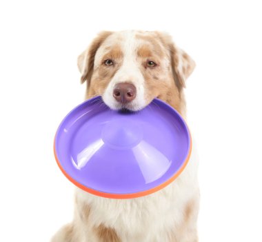 Beyaz arka planda frizbisi olan tatlı Avustralya çoban köpeği.