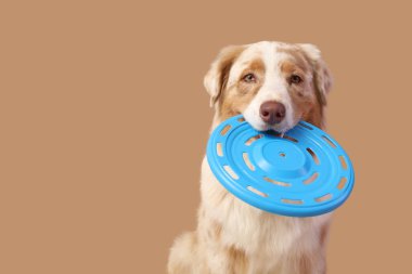 Kahverengi arka planda mavi frizbi ile şirin Avustralya çoban köpeği, yakın plan.