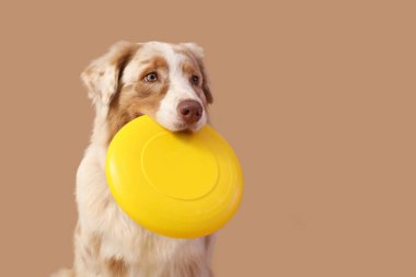 Kahverengi arka planda sarı frizbi olan şirin Avustralya çoban köpeği, yakın plan.