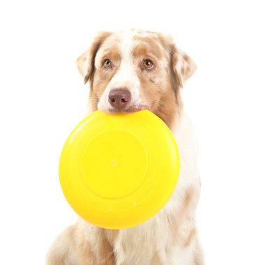 Beyaz arka planda sarı frizbi olan şirin Avustralya çoban köpeği.