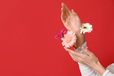Kırmızı arka planda güzel Gerbera çiçekleri olan kadın elleri