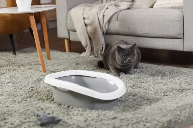 Evdeki çöp kutusunun yanında sevimli gri kedi var.