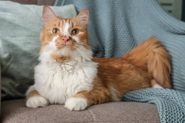 Evdeki koltukta uzanmış sevimli kedi, yakın plan.