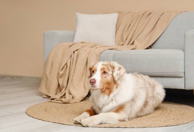 Tatlı Avustralyalı çoban köpeği oturma odasındaki bej duvara karşı kanepede yatıyor.