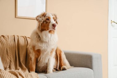 Tatlı Avustralya çoban köpeği oturma odasındaki bej duvarın yanındaki kanepede oturuyor.