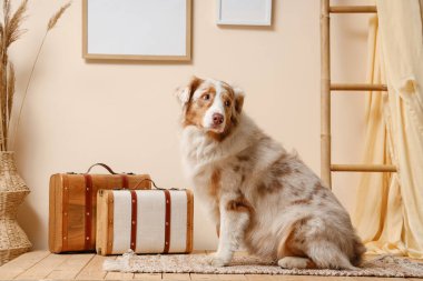 Oturma odasındaki bej duvarın yanında farklı dekorları olan şirin bir Avustralya çoban köpeği.