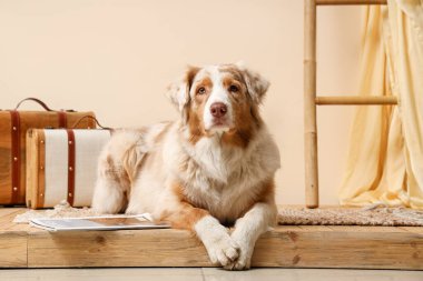 Oturma odasındaki bej duvarın yanında farklı dekorları olan şirin bir Avustralya çoban köpeği.