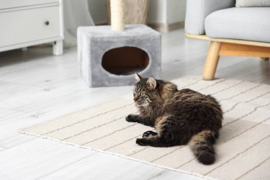 Şirin pofuduk kedi evde tırmalama direğinin yanında yatıyor.