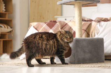 Yatak odasındaki tırmalama direğinin yanındaki sevimli tüylü kedi.
