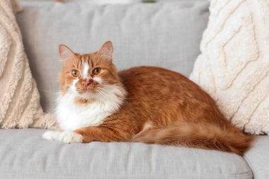 Evdeki gri kanepede yatan sevimli kedi.