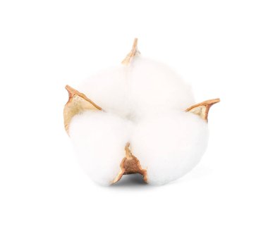 Beyaz arkaplanda yalıtılmış güzel pamuk çiçeği