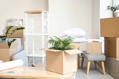 Taşındığı gün odada bitki olan karton kutu.