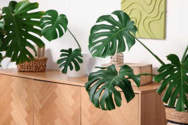 Monstera ev bitkilerinin yaprakları ve çekmeceler odada. Yakın çekim.