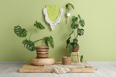 Yeşil duvarın yanındaki Monstera bitkileri.