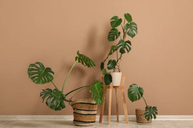 Odadaki kahverengi duvarın yanındaki Monstera bitkileri.