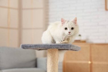 Evdeki tırmalama yerinde oyuncak faresi olan sevimli beyaz kedi.