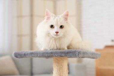 Evdeki tırmalama direğindeki sevimli beyaz kedi, yakın plan.