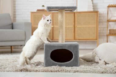 Evdeki tırmalama direğinin yanındaki sevimli beyaz kedi.