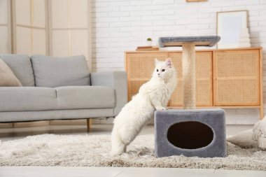 Evdeki tırmalama direğinin yanındaki sevimli beyaz kedi.