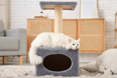 Evdeki tırmalama direğinde yatan sevimli beyaz kedi.