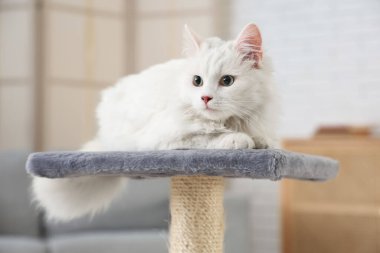 Evdeki tırmalama direğine uzanmış şirin beyaz kedi, yakın plan.