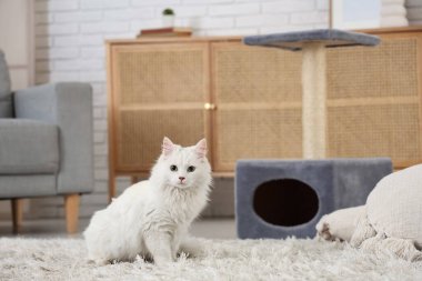 Evdeki halının üzerinde sevimli beyaz kedi.