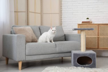 Evdeki tırmalama direğinin yanındaki kanepede oturan sevimli beyaz kedi.