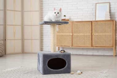 Evdeki tırmalama direğinde yatan sevimli beyaz kedi.