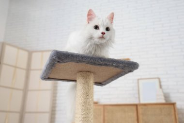 Evdeki tırmalama direğinde yatan sevimli beyaz kedi.