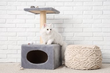 Beyaz tuğla duvarın yanındaki kazıma direğindeki sevimli kedi.