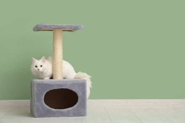 Yeşil duvarın yanındaki tırmalama direğindeki sevimli beyaz kedi