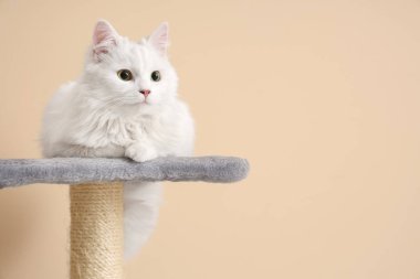 Sevimli beyaz kedi, bej arka planda tırmalama direğinde yatıyor.